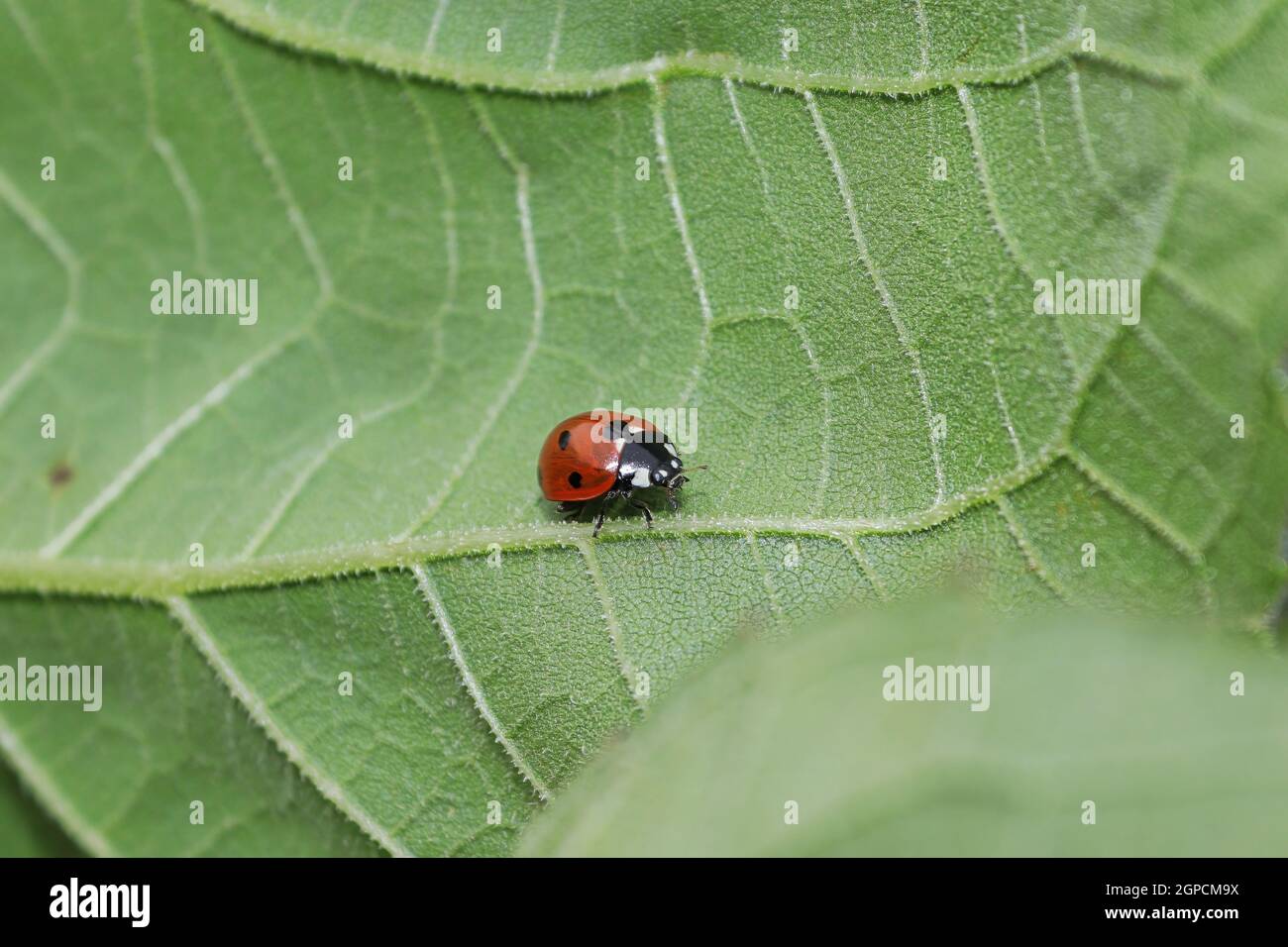 A ladybug crawling on the underside of a veined leaf. Stock Photo