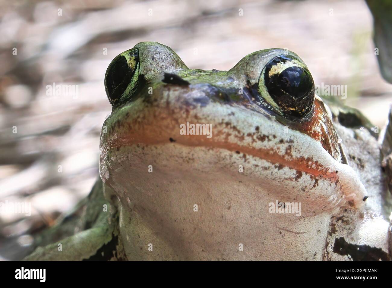 Frog canada hi-res stock photography and images - Page 14 - Alamy
