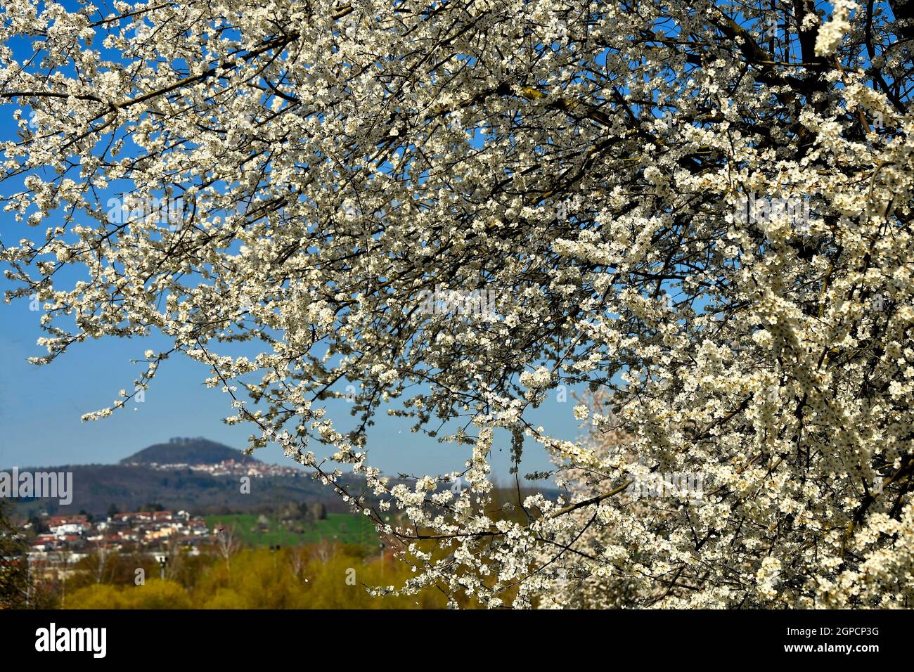wild mirabelle blossom in springtime with famous German hill Hohenstaufen Stock Photo