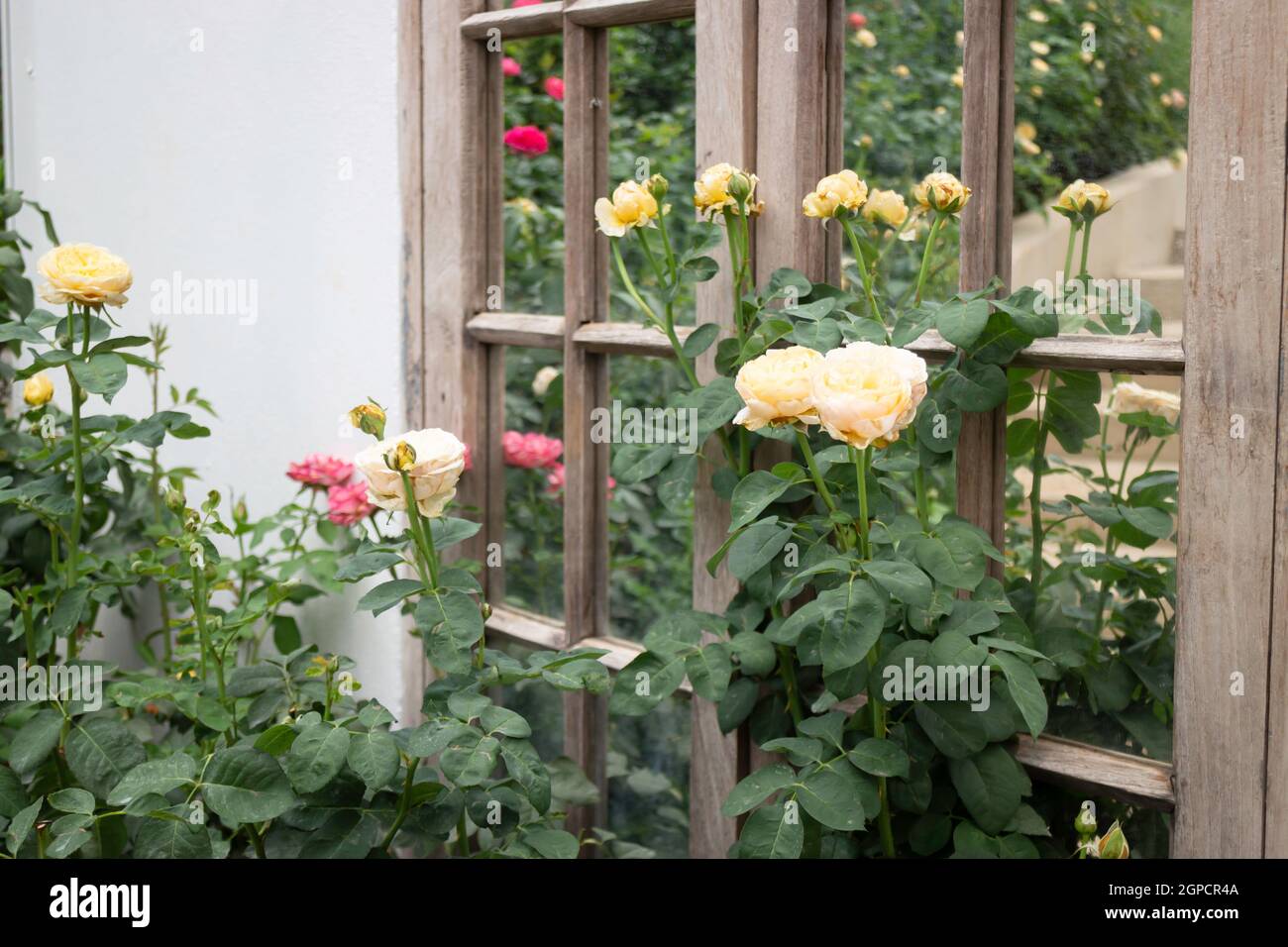 Beautiful rose garden in summer, stock photo Stock Photo