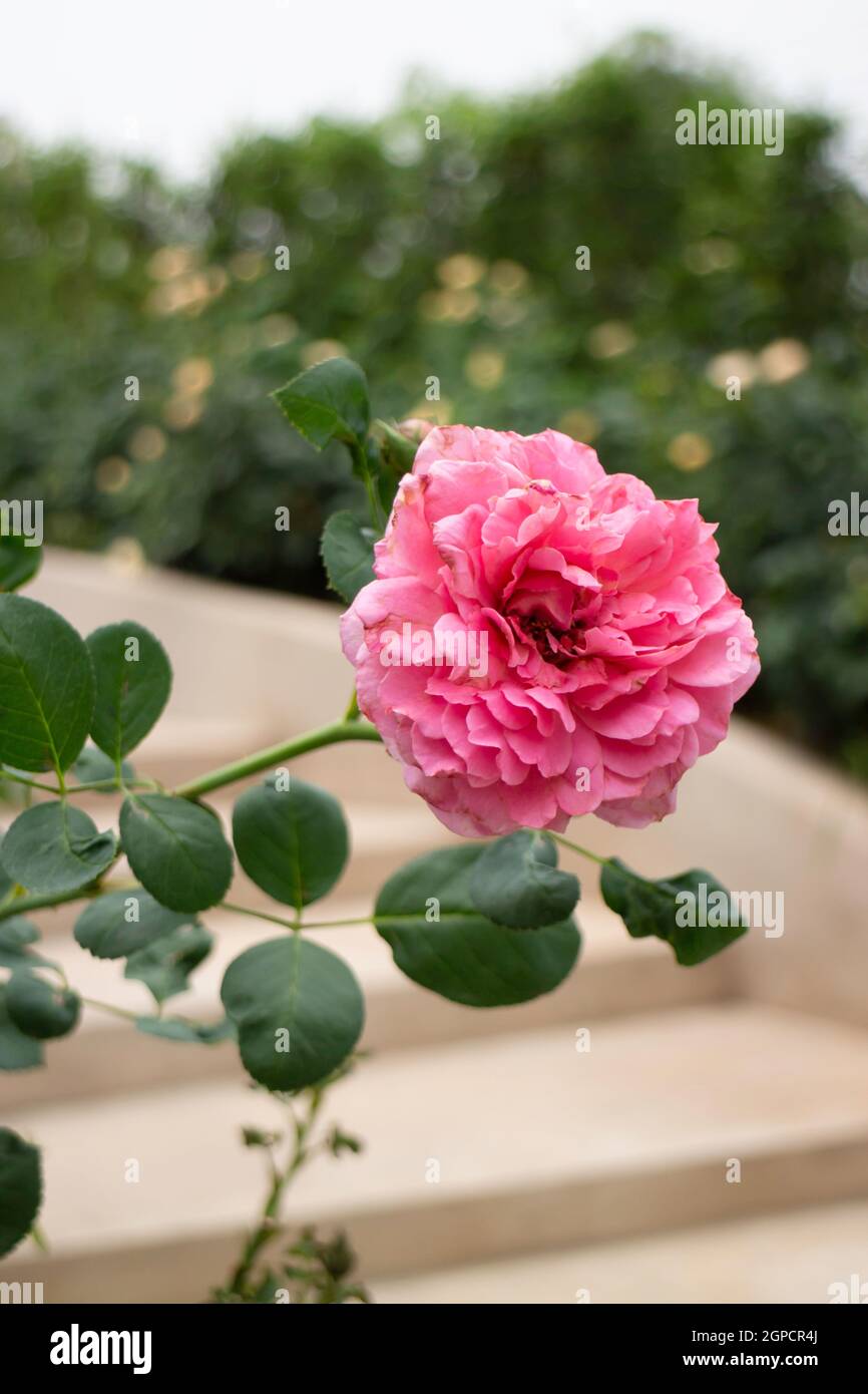 Beautiful rose garden in summer, stock photo Stock Photo