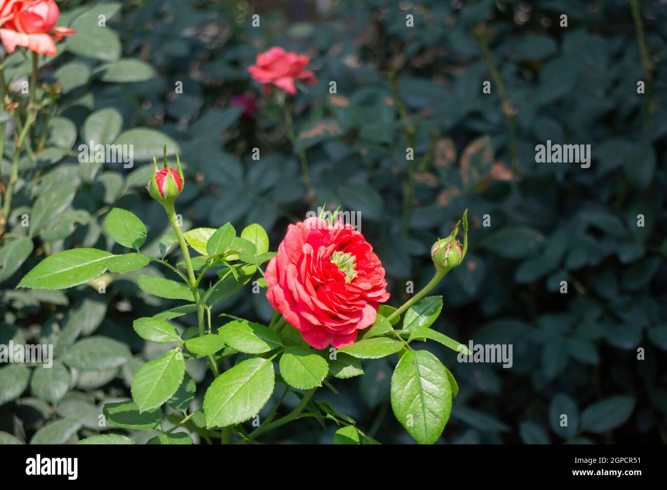 Rose image stock hi-res stock photography and images - Alamy