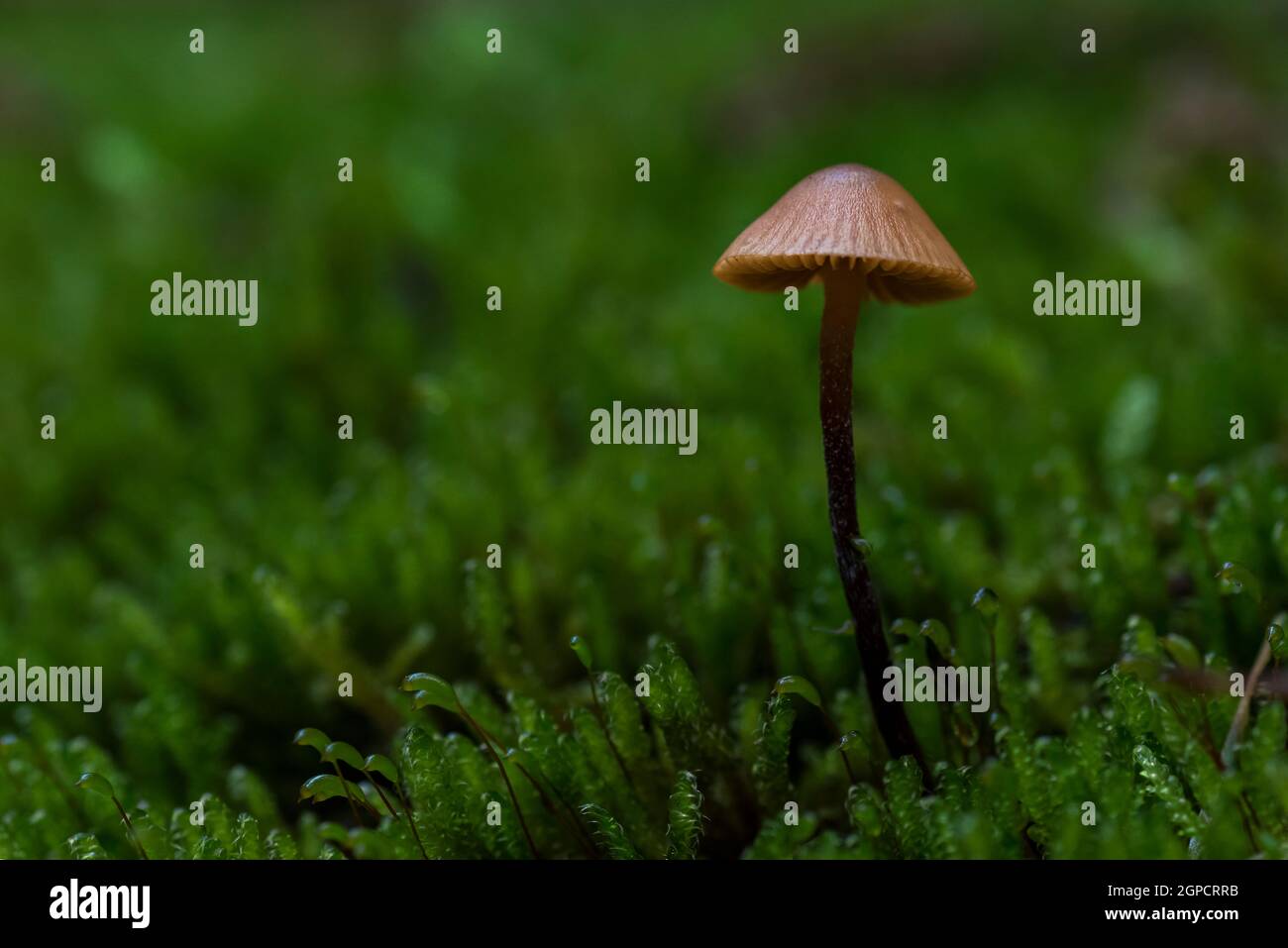 Mycena Mushroom over moss in the forest. Stock Photo