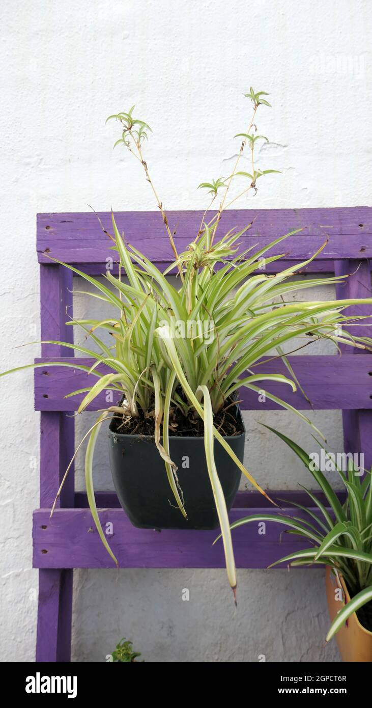 Spider plant hanging in pot on purple painted pallet Stock Photo - Alamy