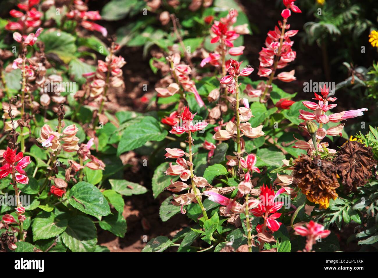The garden of Mohatta Palace Museum in Karachi, Pakistan Stock Photo