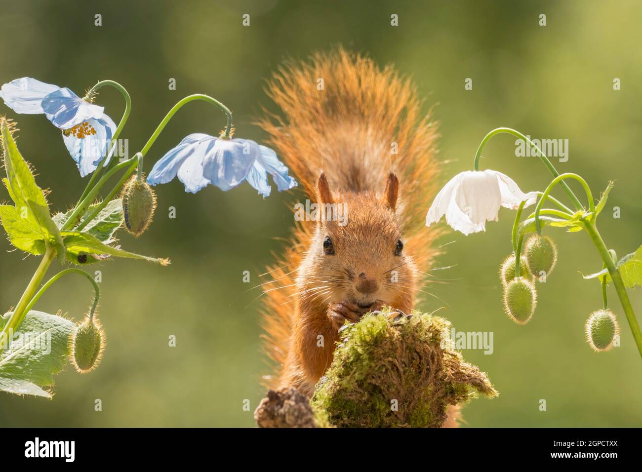 close up of  red squirrel  standing between poppies looking at the viewer Stock Photo