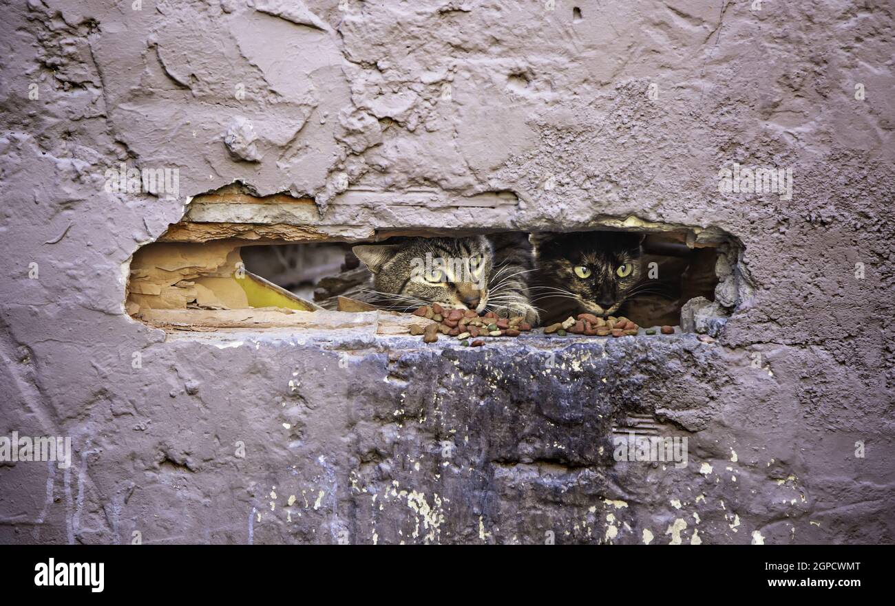 Detail homeless pet animal hi-res stock photography and images - Alamy