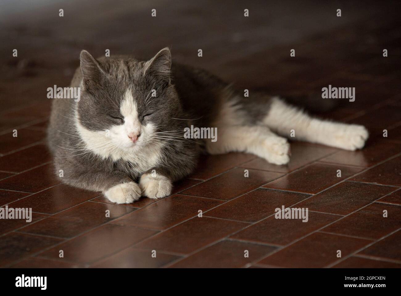 Cute gray cat rests lying on the floor Stock Photo - Alamy