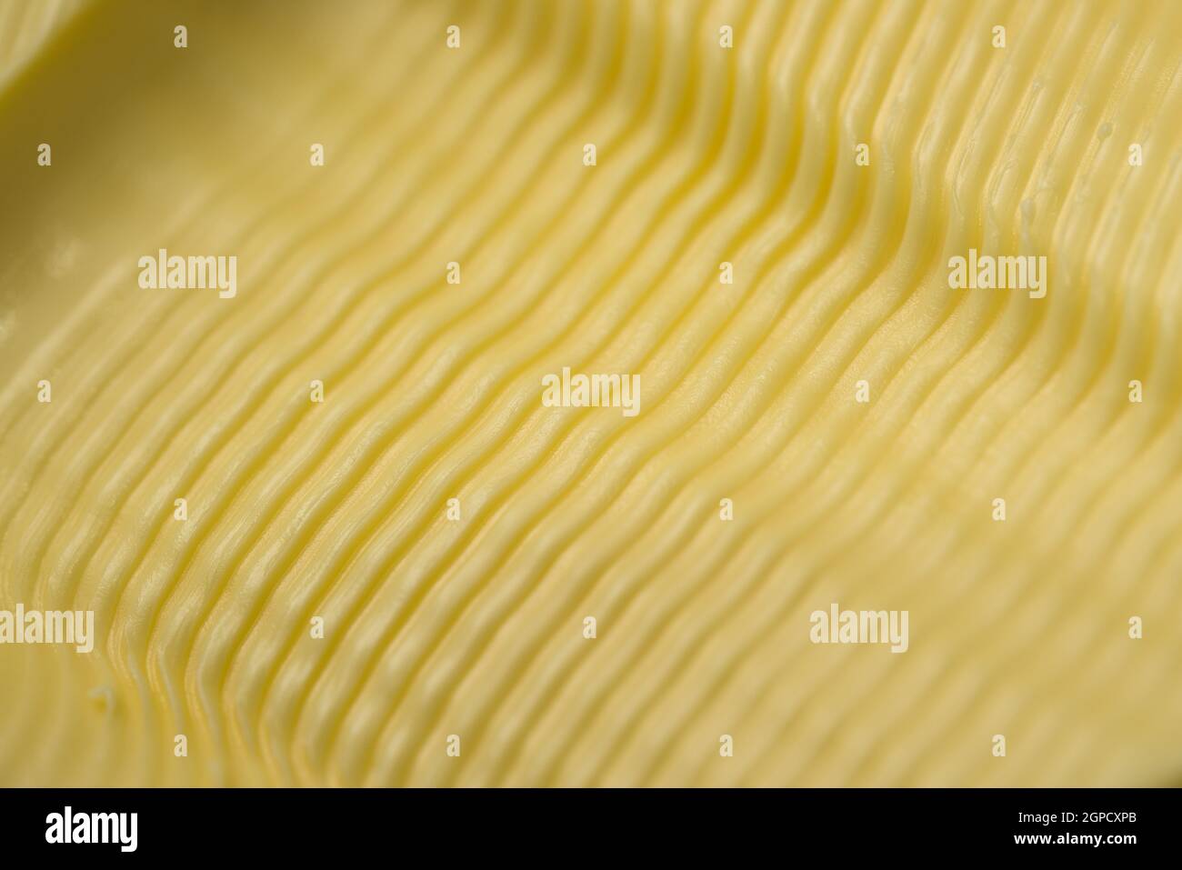 Wavy ripple pattern in butter created by a serrated butter knife. Full ...