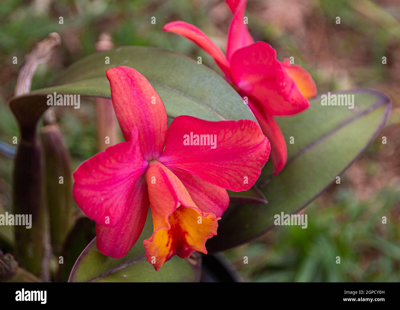 Orange cattleys orchid flower with leathery leaves Stock Photo