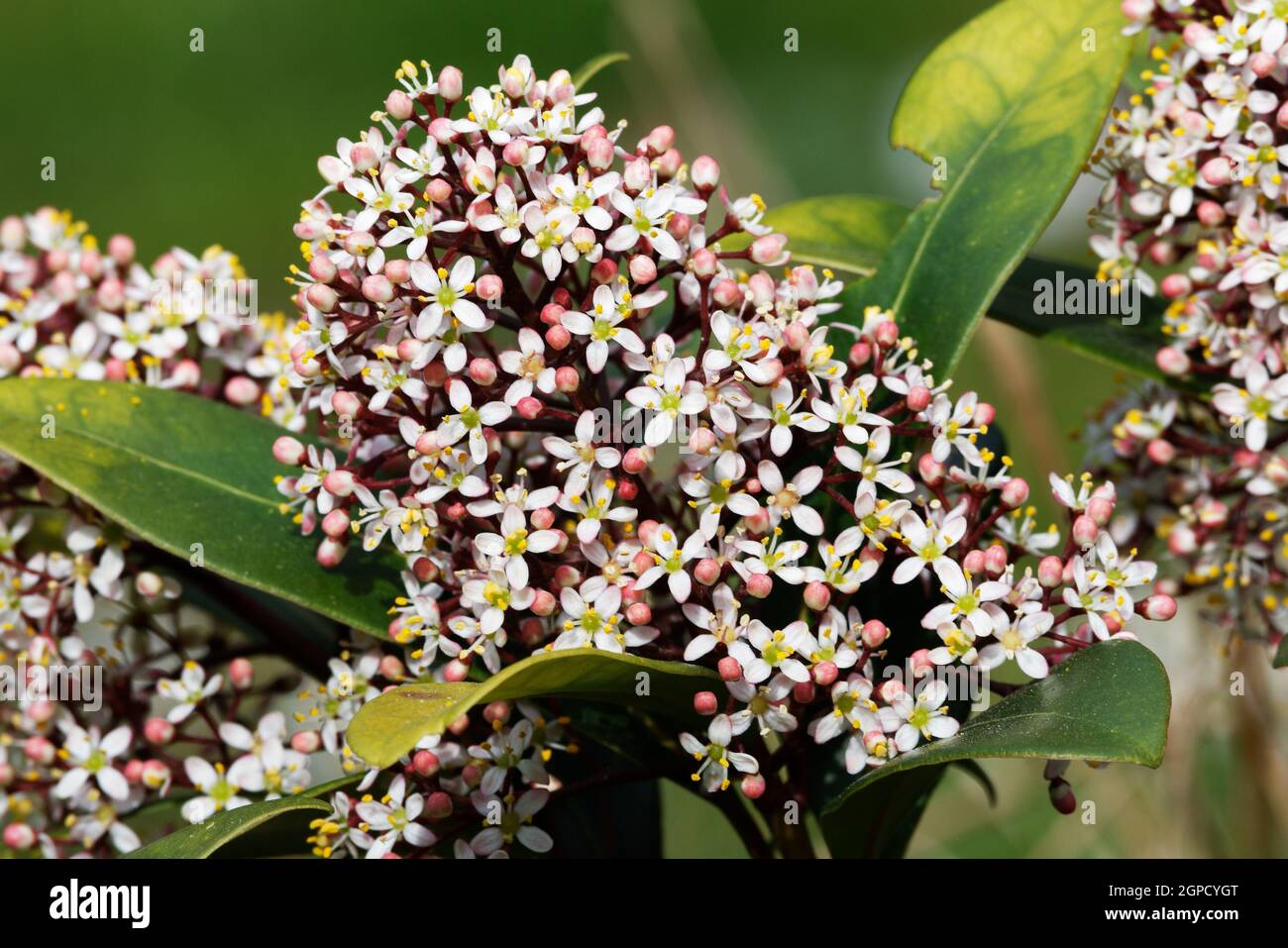 white flowers and red buds of Skimmia japonica in spring Stock Photo