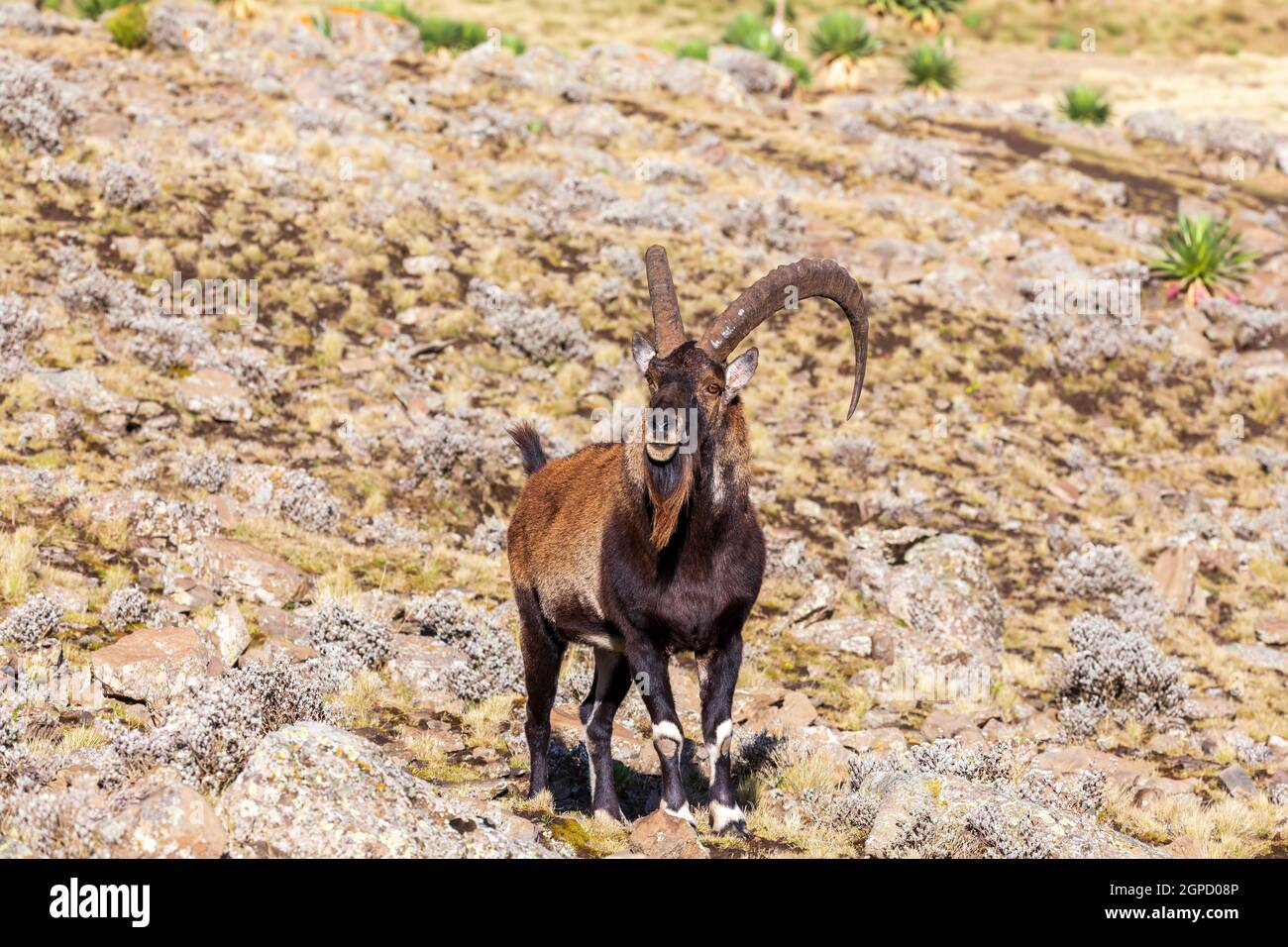 Very rare Walia ibex, Capra walia, one of the rarest ibex in world. Only about 500 individuals survived in Simien Mountains National park in Northern Stock Photo