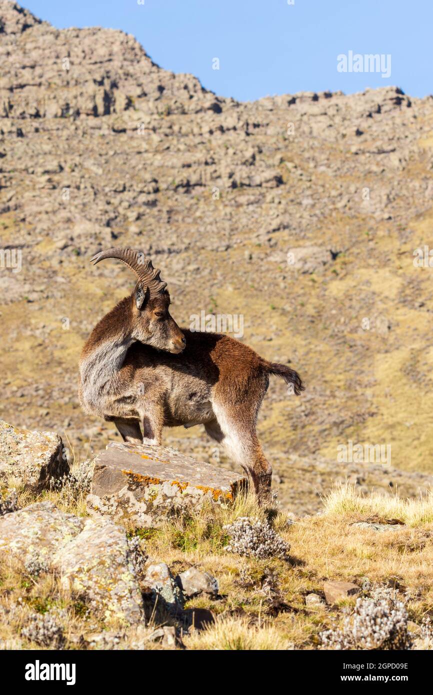 Very rare Walia ibex, Capra walia, one of the rarest ibex in world. Only about 500 individuals survived in Simien Mountains National park in Northern Stock Photo
