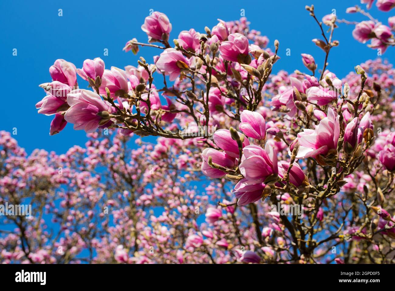 Pink blooming magnolia tree in spring in front of blue sky. Close-up ...