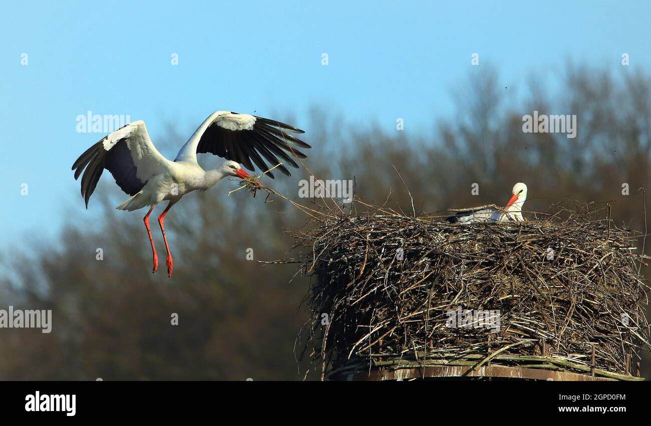 Weißstörche am Nest und im im Flug                                                                                   Stockenten, Paar beim Gründeln im Stock Photo