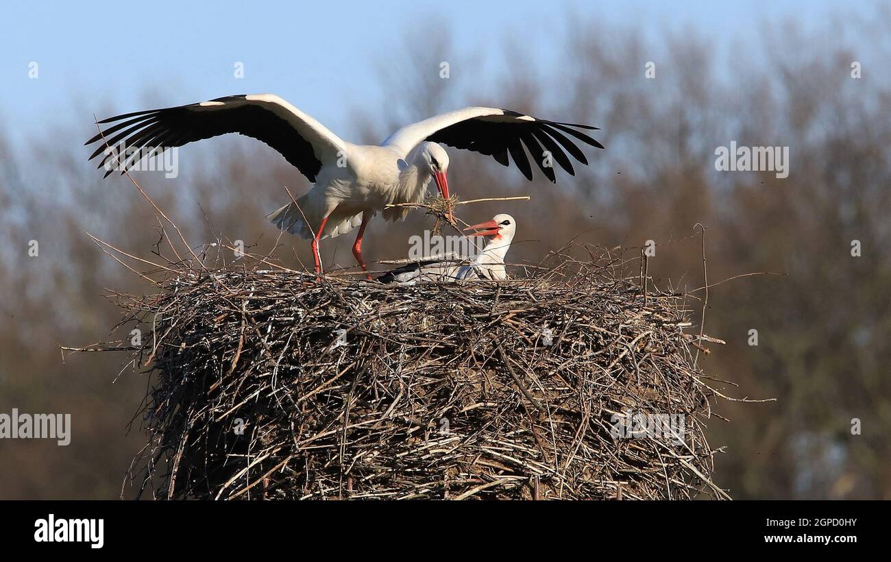 Weißstörche am Nest und im im Flug                                                                                   Stockenten, Paar beim Gründeln im Stock Photo