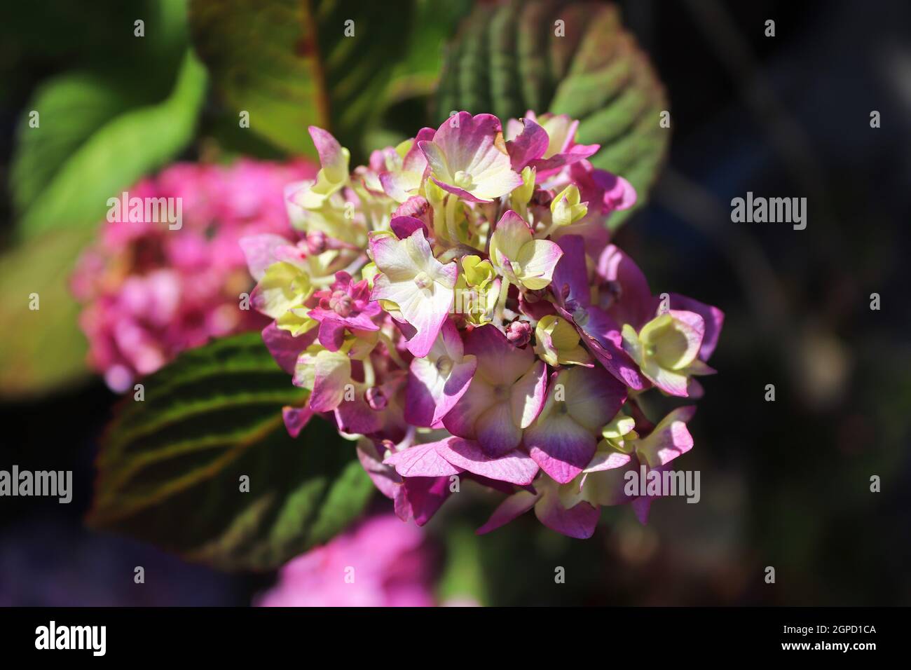 Closeup of bicolor white and pink hydrangeas Stock Photo - Alamy