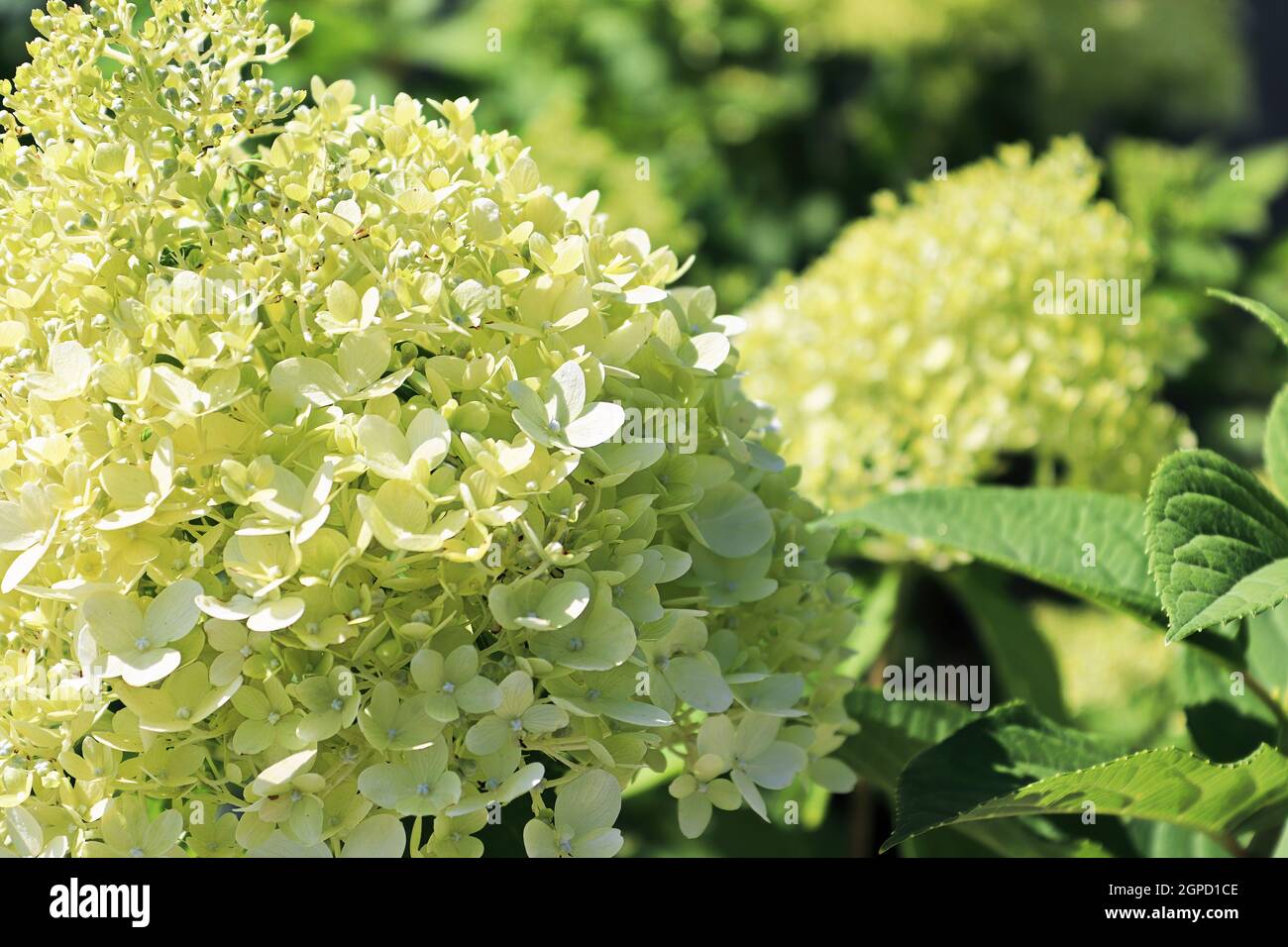 A green ball of hydrangea flowers that are opening Stock Photo Alamy