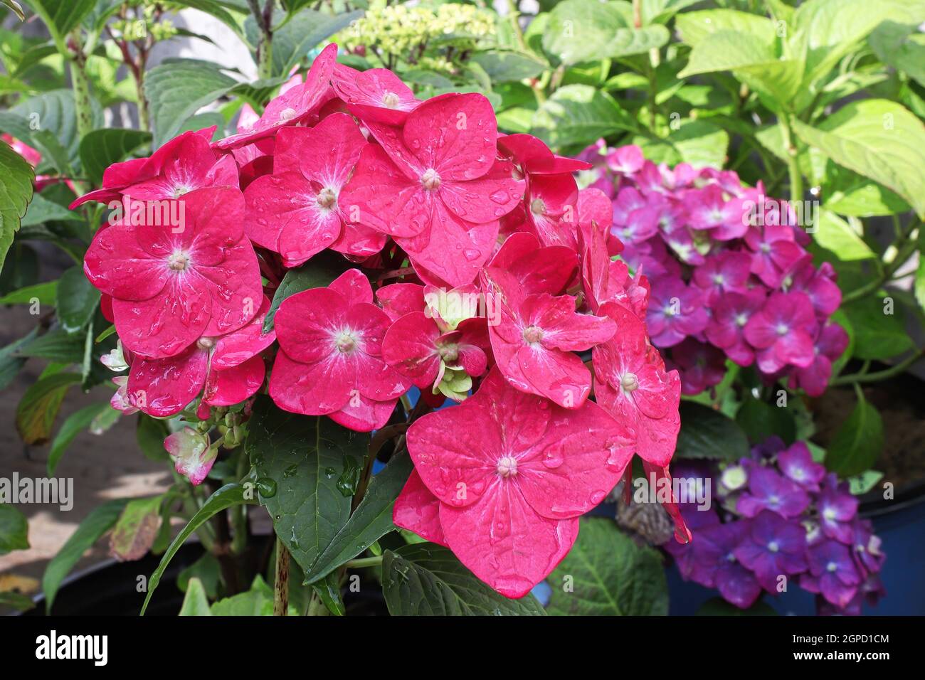 A cluster of pink hydrangea flowers that will turn purple Stock Photo ...