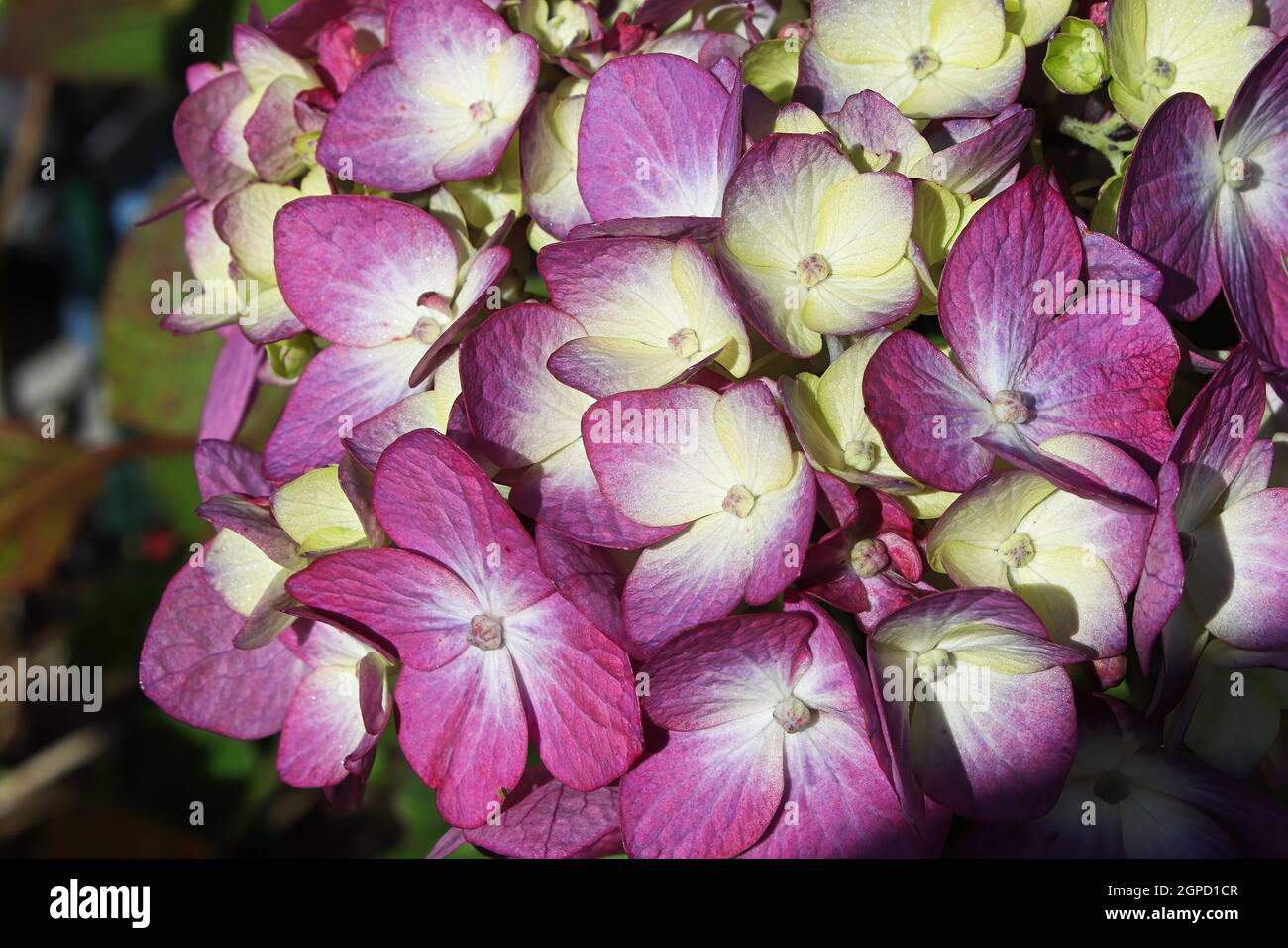Closeup of bicolor white and purple hydrangeas Stock Photo - Alamy