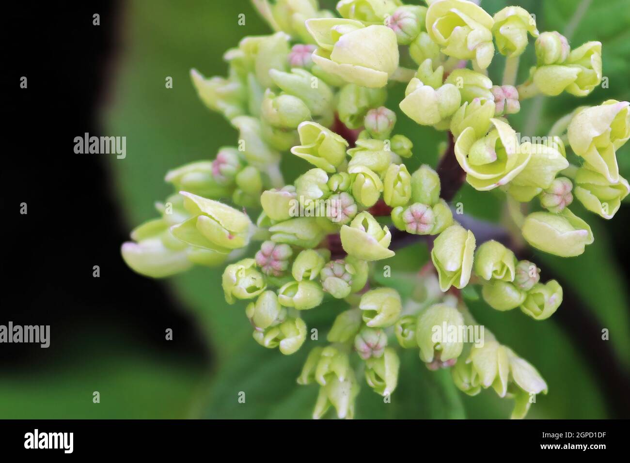 Top view of white hydrangea flowers opening Stock Photo - Alamy