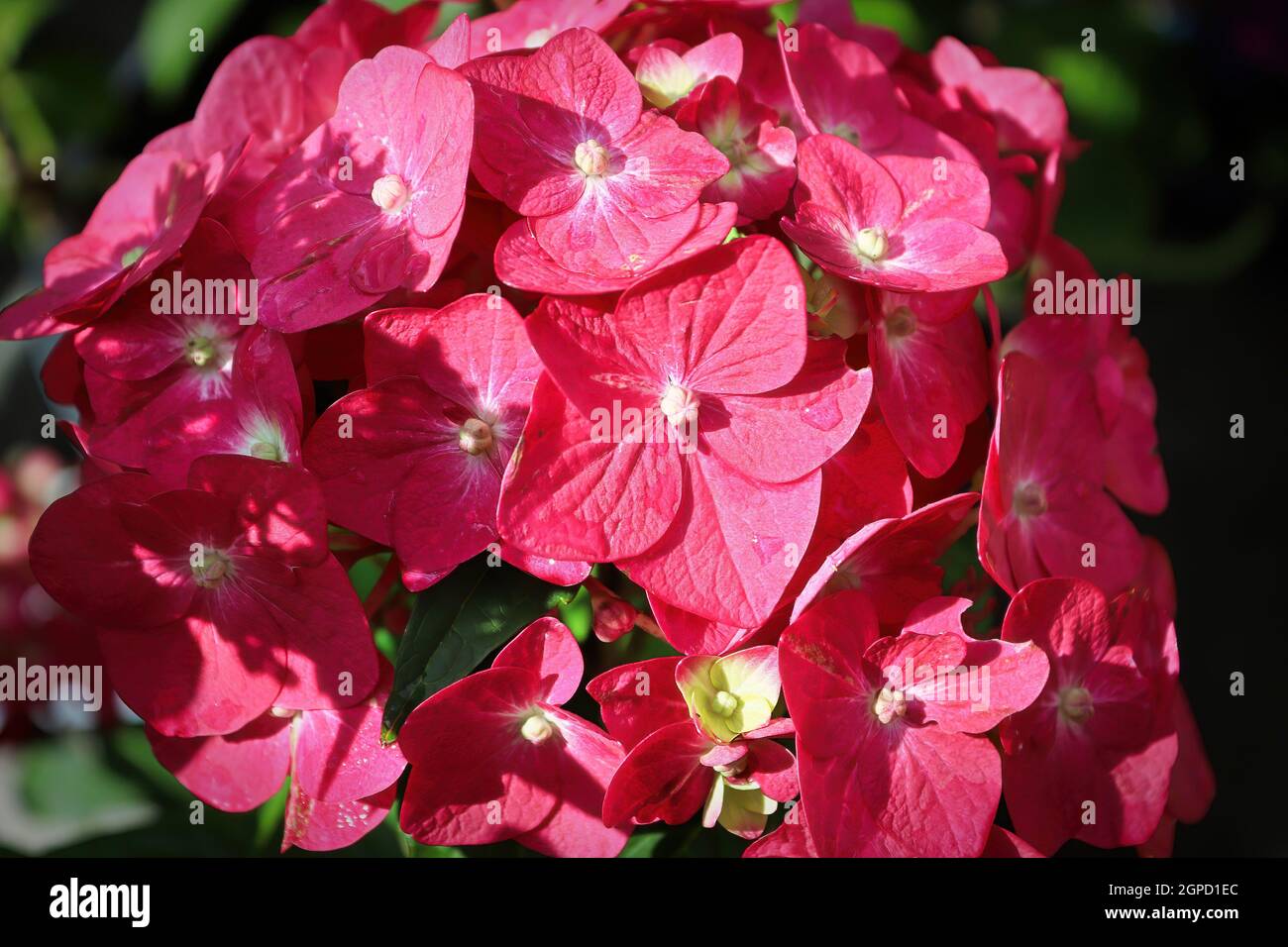 Macro of pink hydrangea blossoms in bloom Stock Photo - Alamy