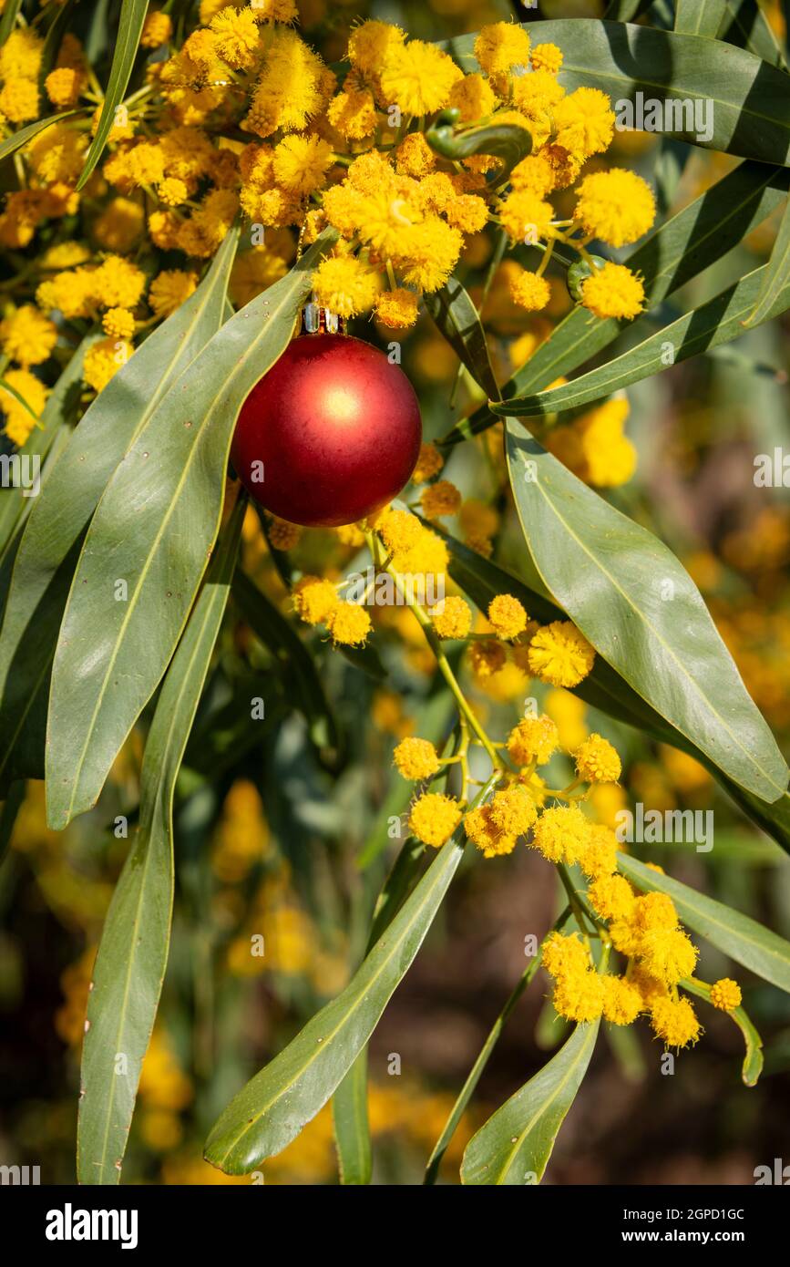 An Australian christmas with a red christmas bauble in a golden wattle, vertical format Stock Photo