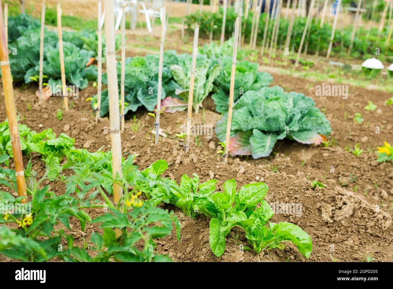 Ripe cabbage and spinach growing in garden Stock Photo Alamy