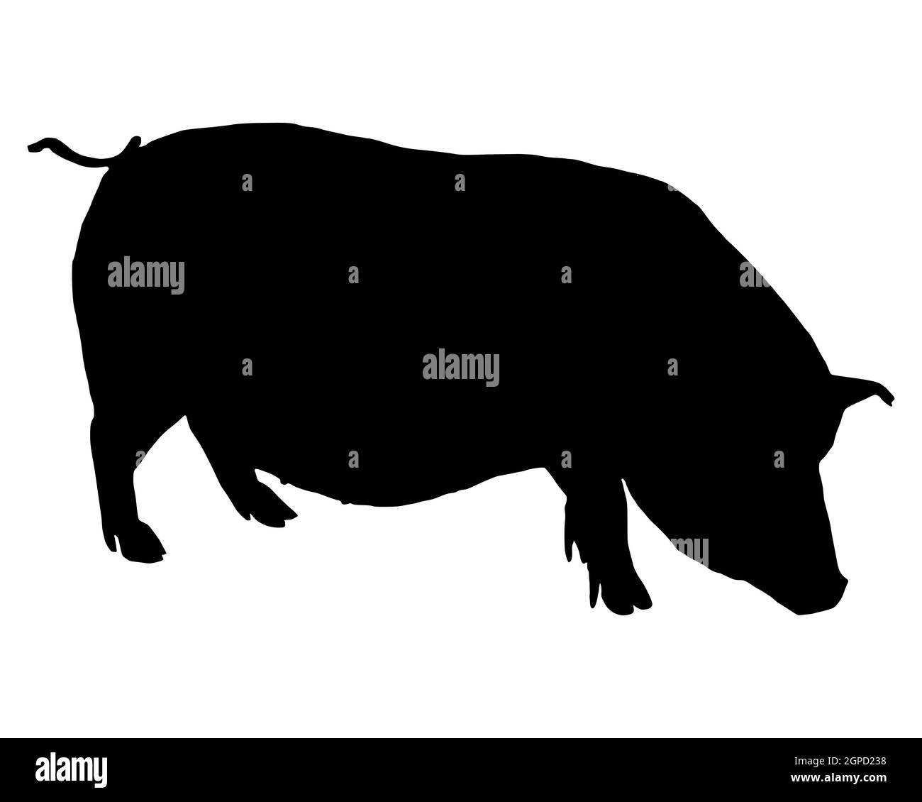 Schwarze Silhouette eines Hängebauchschweins auf weiss Stock Photo