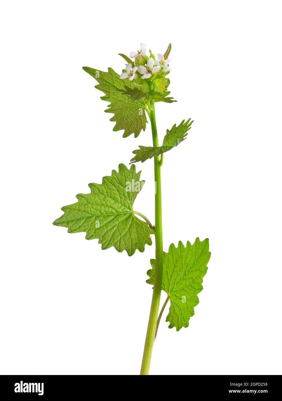 Bloom of Garlic mustard isolated Stock Photo Alamy