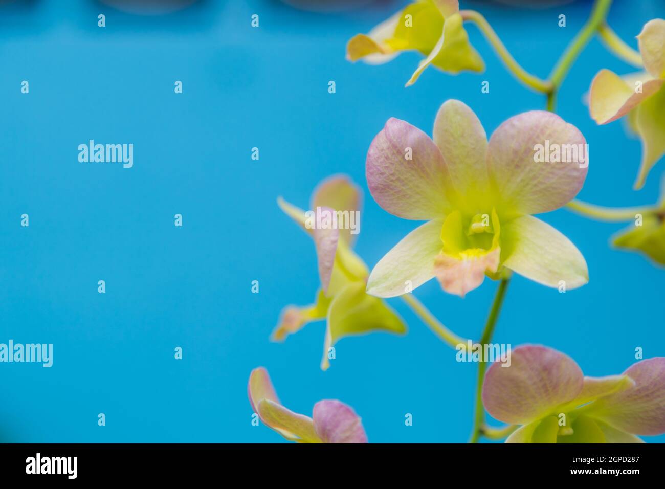 Orchid light blue background hi-res stock photography and images - Alamy
