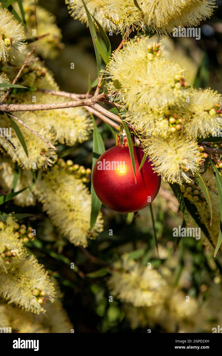 A red christmas ornament in an Australian Prickly Acacia tree for an Aussie christmas down under Stock Photo