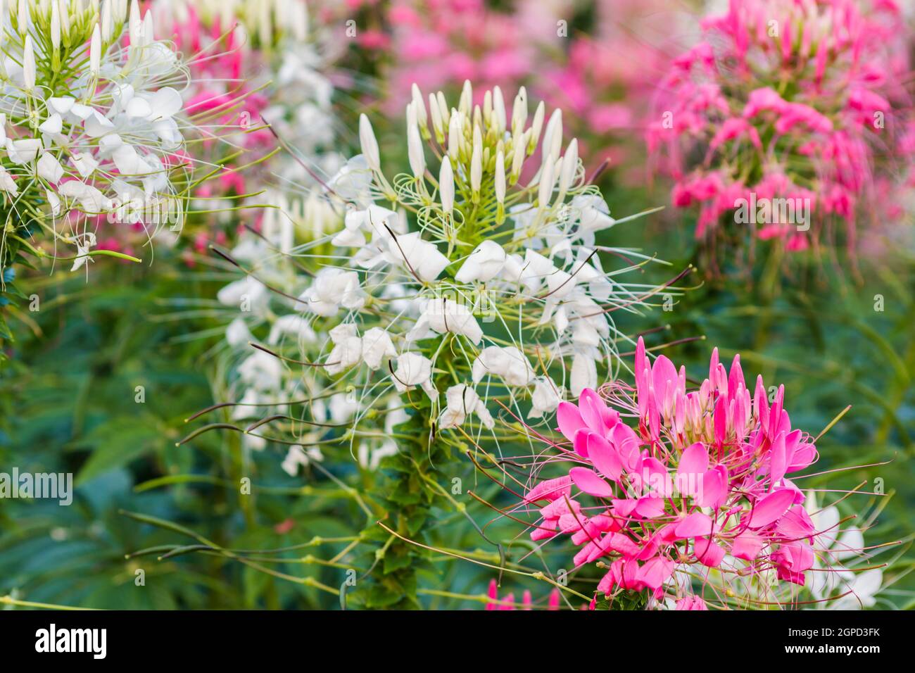 Pink And White Spider flower(Cleome hassleriana) in the garden for background use. Stock Photo