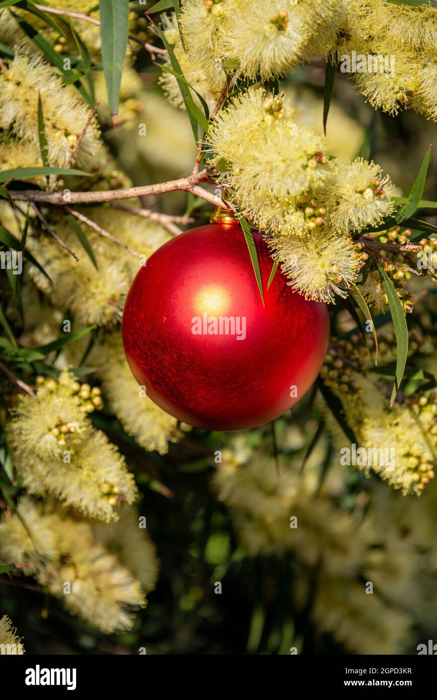 An Australian christmas with a red christmas decoration surrounded in a yellow Prickly-leaved wattle Stock Photo