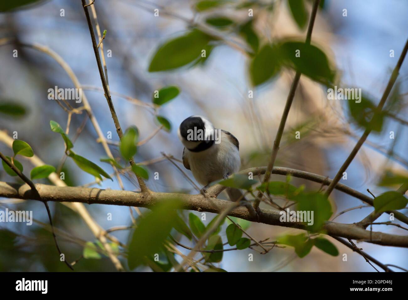 Chickadee on head hi-res stock photography and images - Alamy