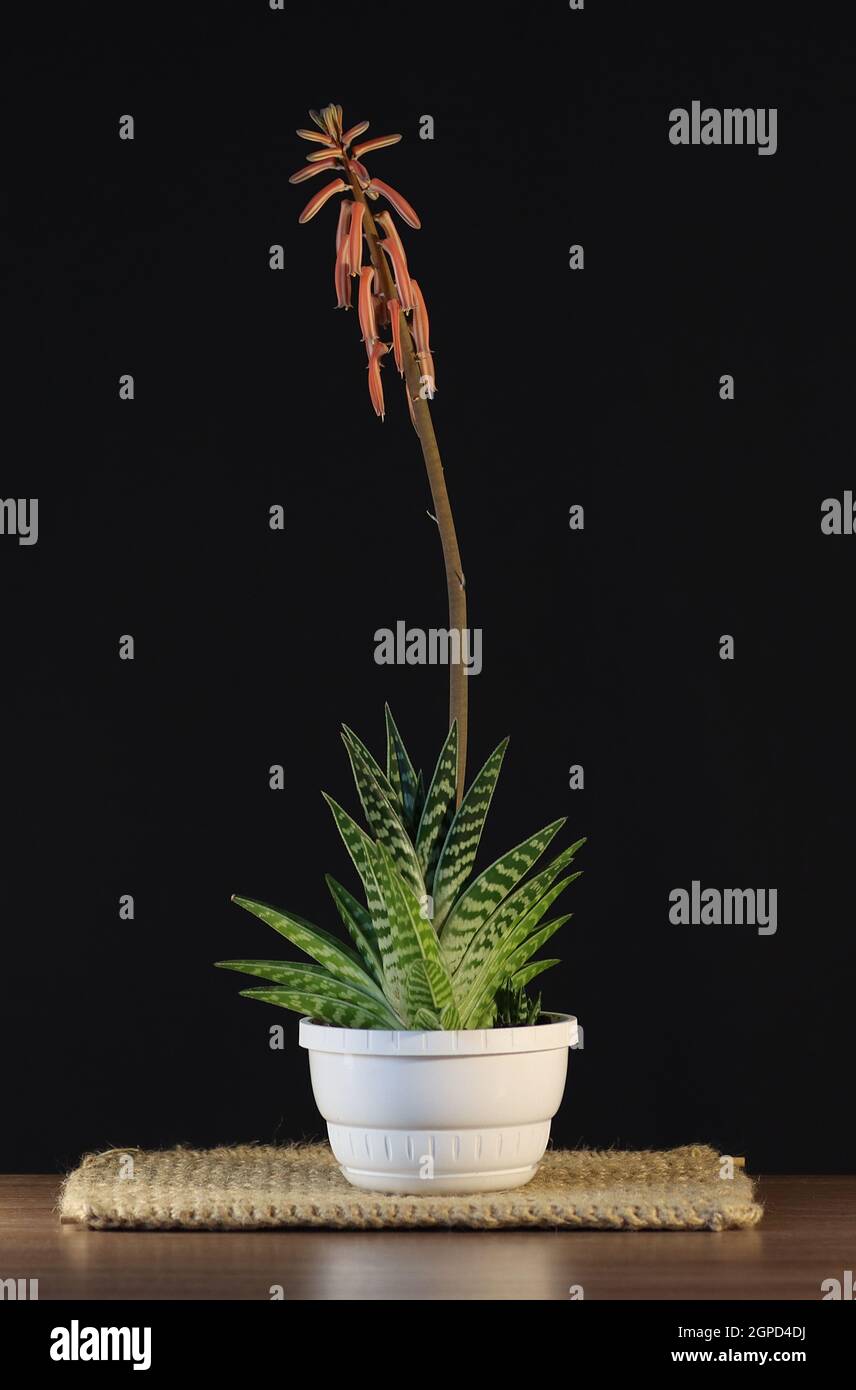 Blossoming Aloe Spinous in a pot on a black background. Stock Photo
