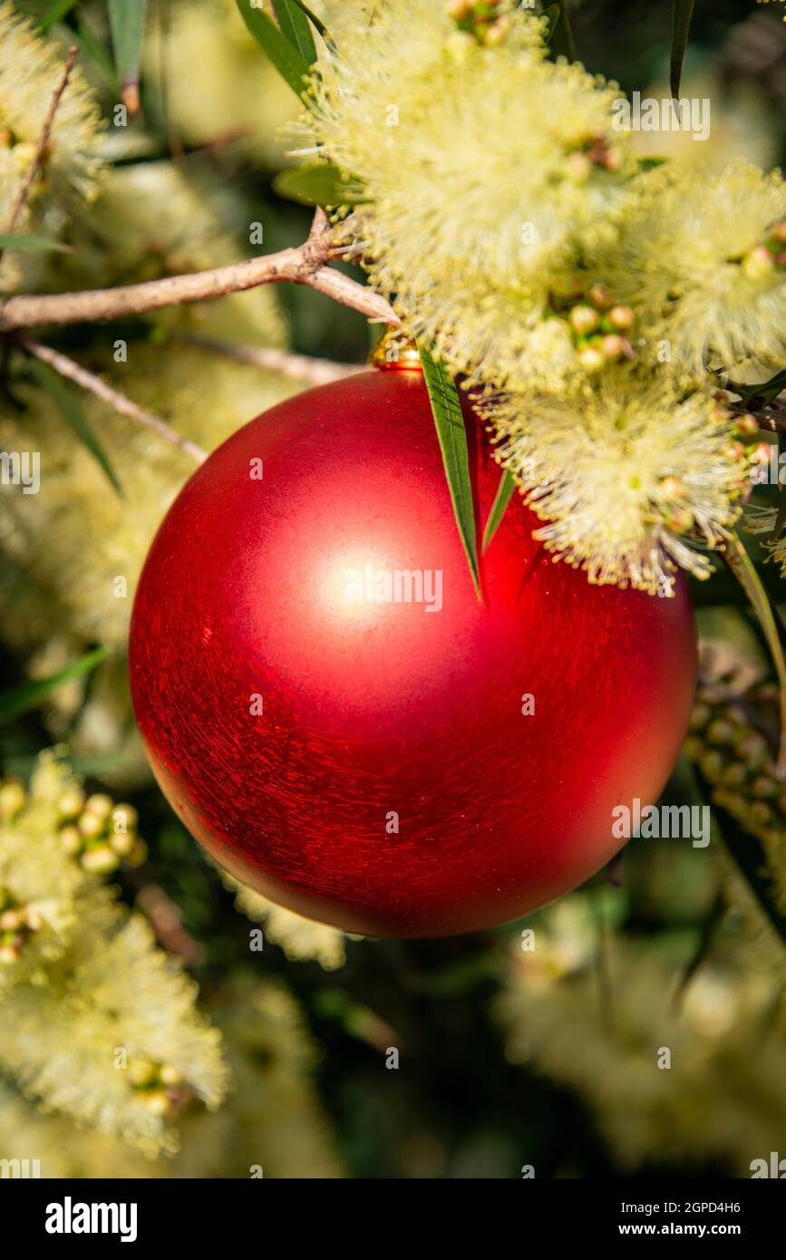 An Australian christmas with a red christmas bauble in a yellow wattle, vertical format Stock Photo