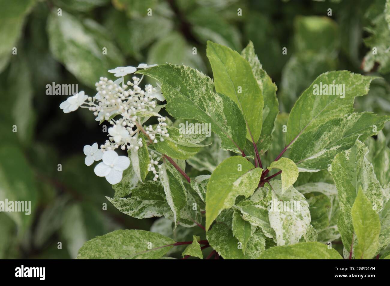 Plant garden hydrangea paniculata with white flowers Stock Photo - Alamy