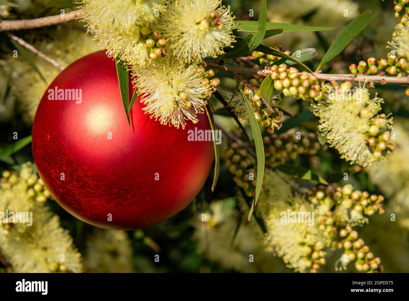 An Australian christmas with a red christmas bauble in a yellow Prickly-leaved wattle, horizontal format Stock Photo