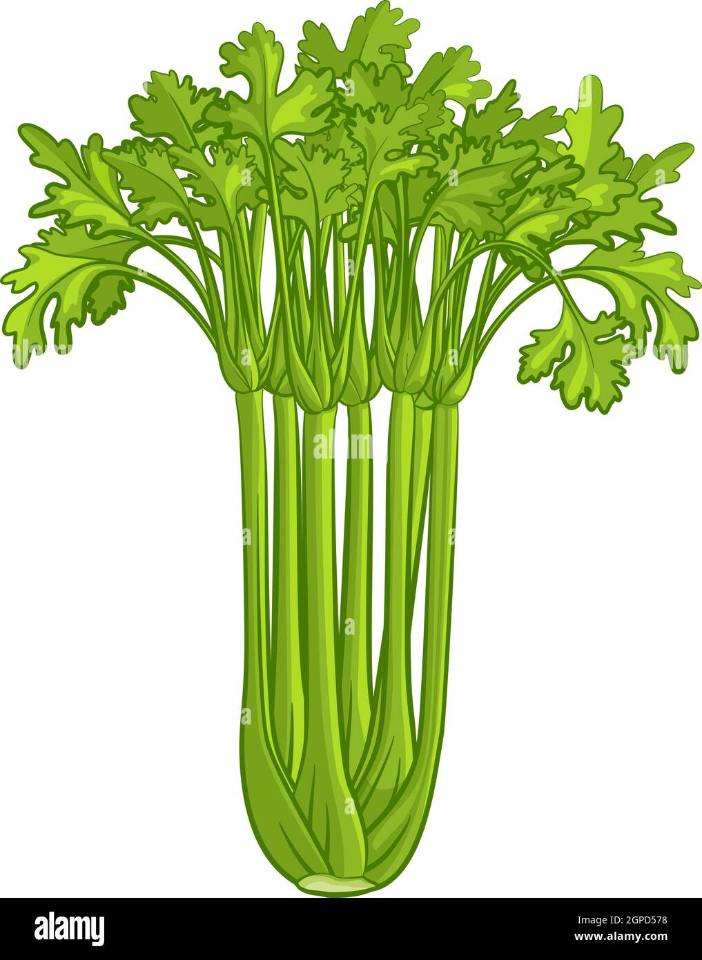 Celery Vegetable Cartoon Illustration Stock Vector Image & Art Alamy