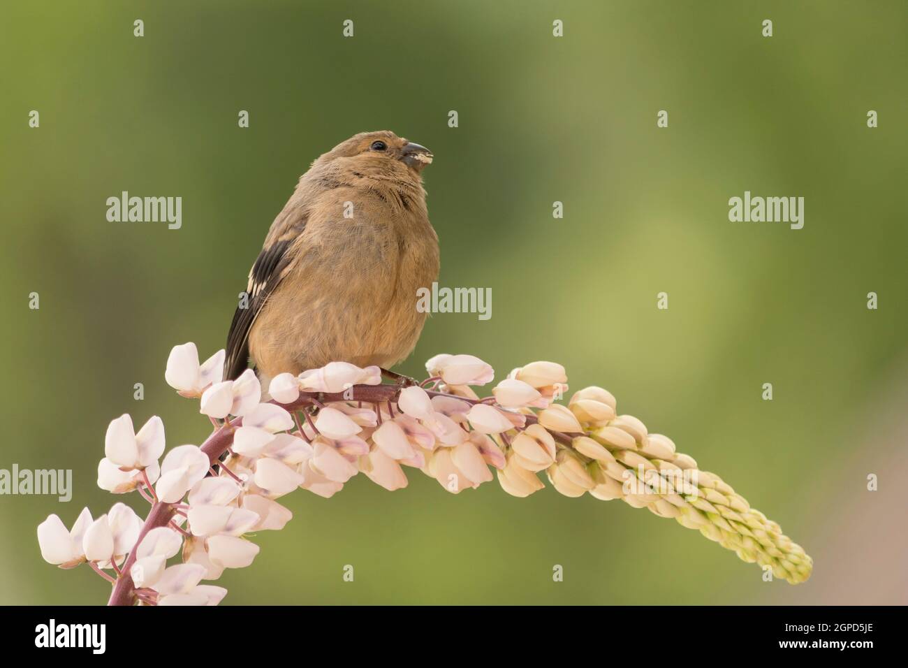 close up of a young bullfinch standing on a lupine Stock Photo