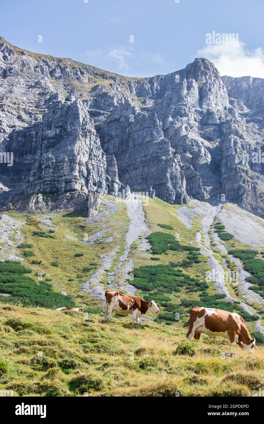 Cows are grazing in the alpine meadow, mountain chain in the background ...