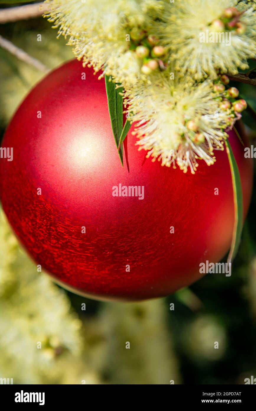 An Australian christmas with a red christmas bauble in a yellow Prickly-leaved wattle Stock Photo