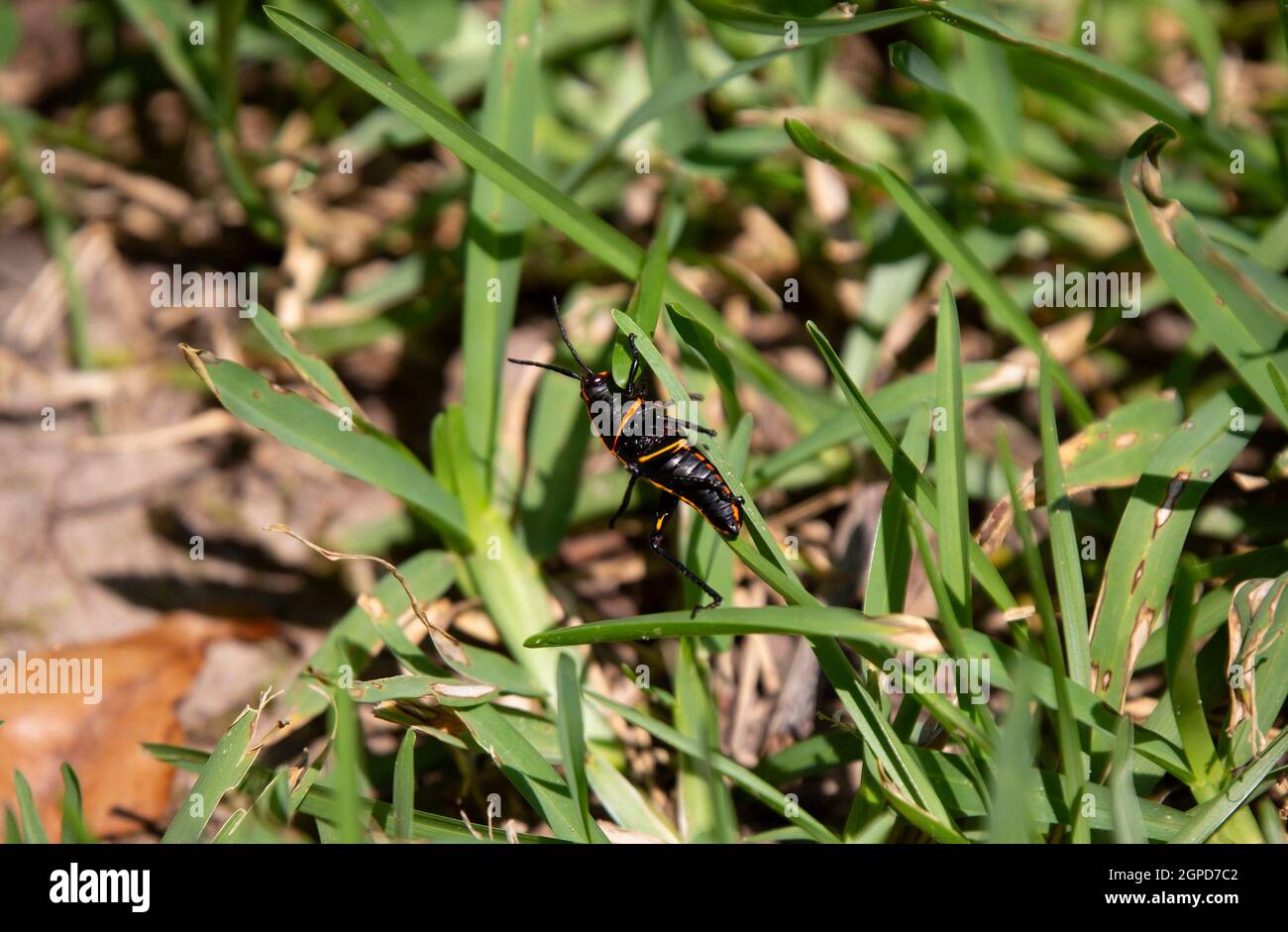 Southeastern lubber grasshopper (Romalea microptera) climbing a blade of grass Stock Photo