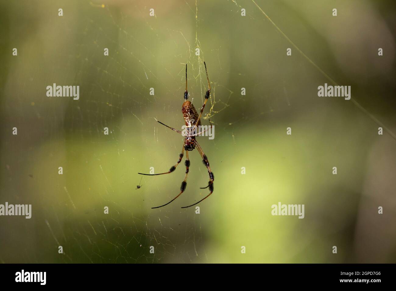 Golden orb weaver spider (Nephila) on its web Stock Photo - Alamy