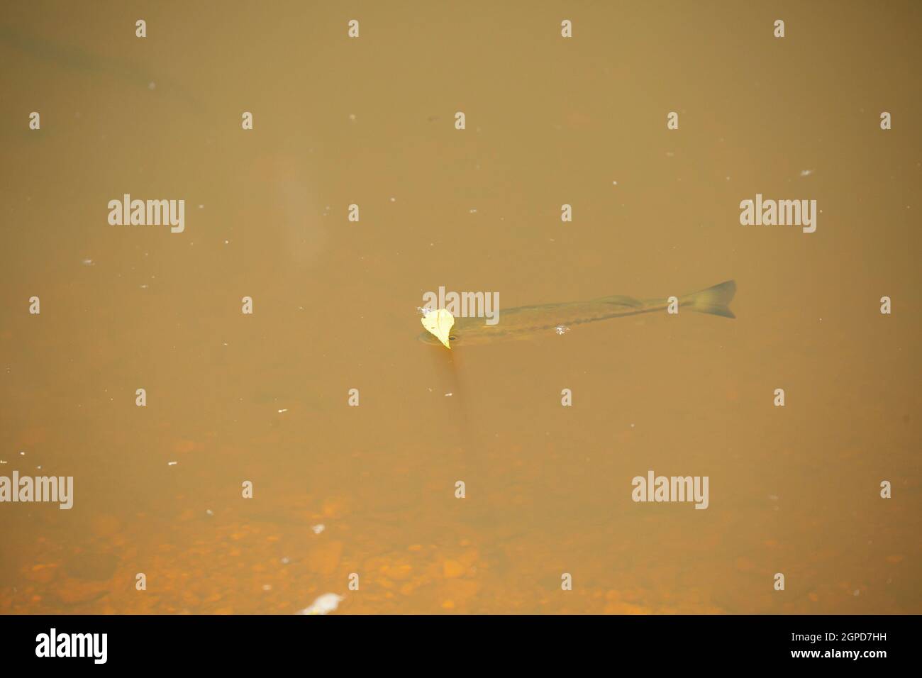 Baby largemouth bass () swimming in a shallow channel Stock Photo Alamy