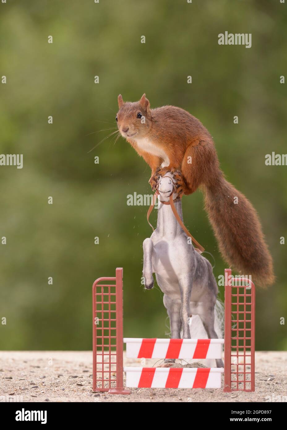 red squirrel standing on head of jumping horse with a hurdle Stock Photo