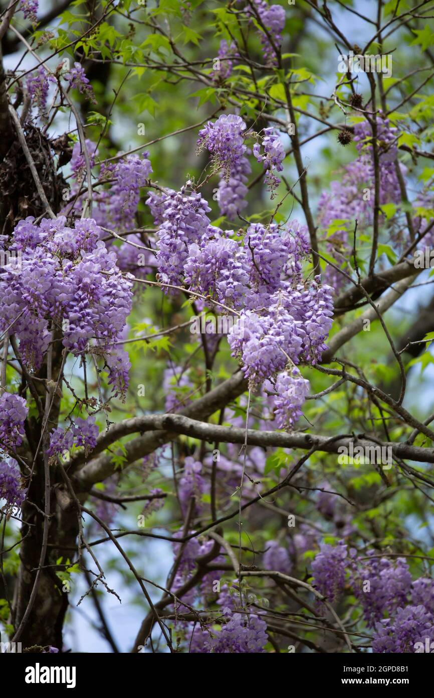 Wisteria blooms hanging down from vines intertwined in trees Stock