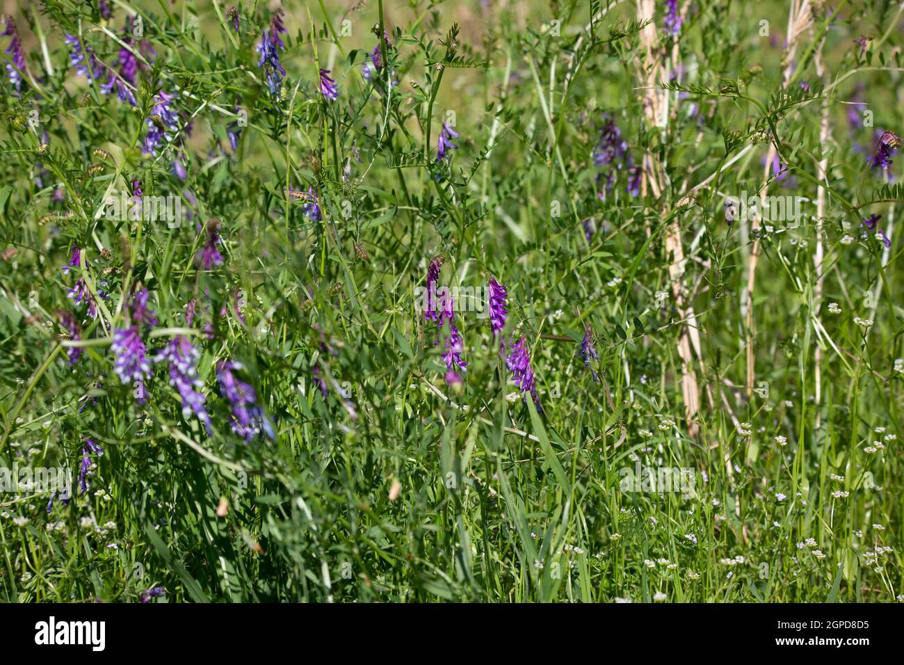 Foxglove backdrop hi-res stock photography and images - Alamy