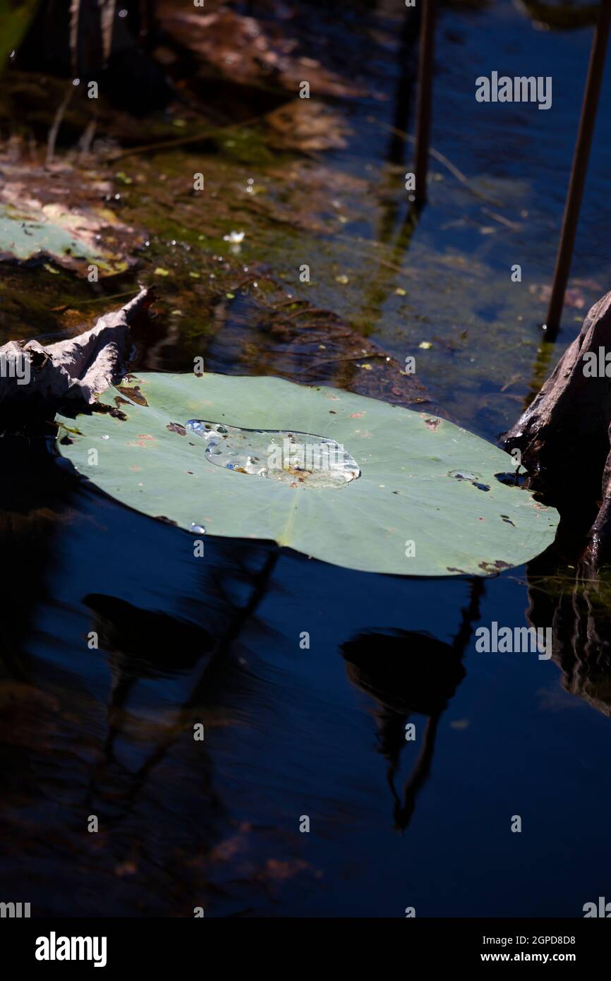 Lily pad on the surface of a pond with water in the center Stock Photo ... Biology Diagrams